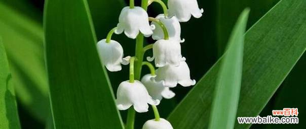 揭开铃兰花语的神秘面纱 铃兰花语大全及寓意解析