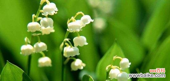 揭开铃兰花语的神秘面纱 铃兰花语大全及寓意解析