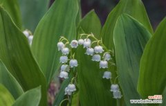 铃兰花语的诠释及其象征意义 铃兰花语的深刻内涵