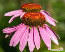 松果菊的虫害和防治方法