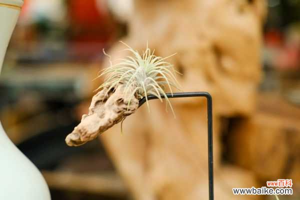 空气凤梨叶子发黄怎么办