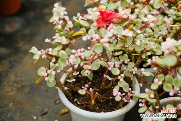 雅乐之舞叶子变黄,这样做轻松救活