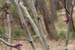 紫荆的虫害及防治方法