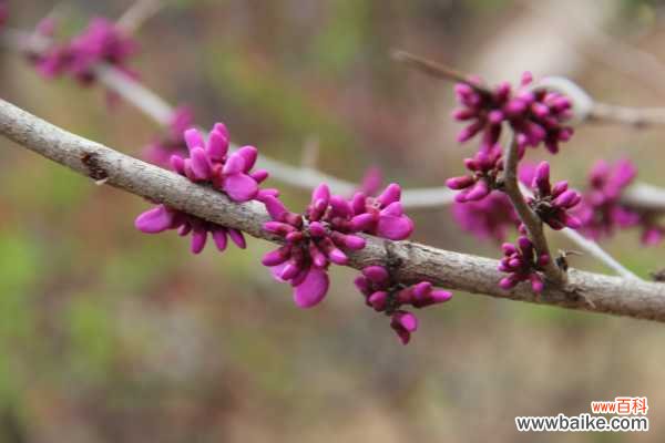 紫荆的虫害及防治方法