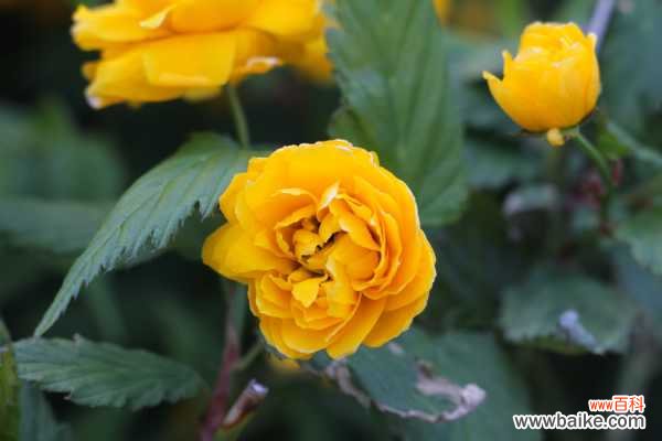 棣棠花的虫害及防治方法