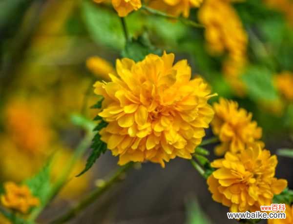 棣棠花的虫害及防治方法