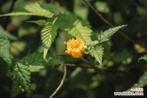 棣棠花的虫害及防治方法
