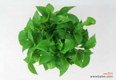 “绿叶盆栽”总黄叶，这几点搞不清楚，难怪“绿萝”枯黄难看