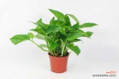 绿萝变黄如何拯救，原因和处理方法大全