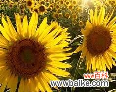 哪些植物象征阳光向上?如何选择合适的植物来提振心情?