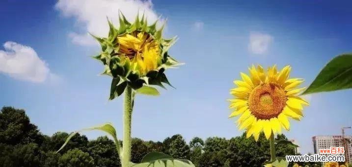 哪些植物象征阳光向上?如何选择合适的植物来提振心情?