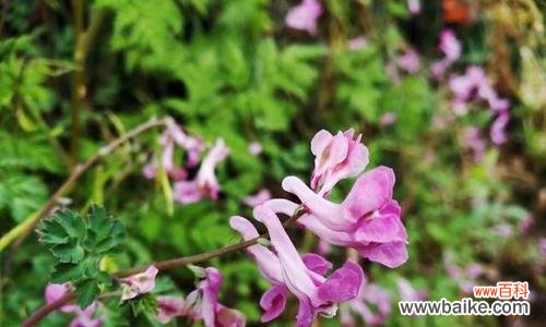 象征至死不渝爱情的植物有哪些?它们的花语是什么?