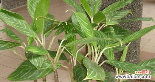 象征智慧的植物有哪些？它们各自代表什么含义？