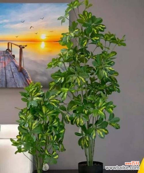 象征智慧的植物有哪些？它们各自代表什么含义？