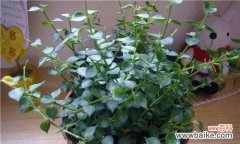 象征助人为乐的植物有哪些？它们各自代表什么含义？