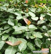 象征着朝气的植物有哪些？如何在家中培养这些植物？