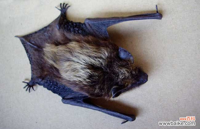 家里进个蝙蝠怎么赶走 家里有蝙蝠怎么驱赶？