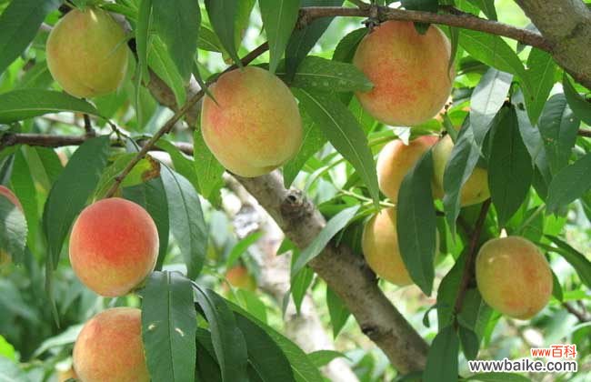 水蜜桃怎么保存不会变软 水蜜桃怎么保存才好?