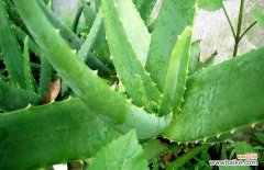 怎样用新鲜芦荟祛斑 芦荟怎样祛斑才好？