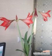 打造美丽花园的秘诀 如何种植朱顶红花