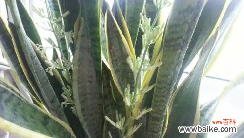 从选种到养护，让你一次成功/ 虎皮兰种子种植全攻略