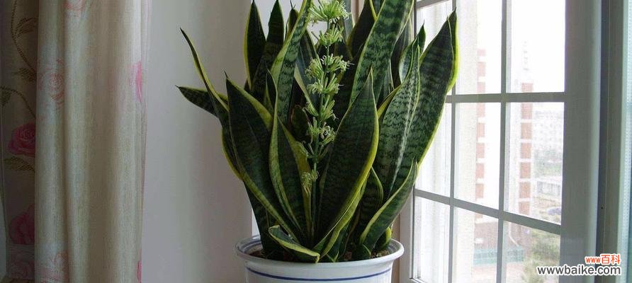 从选种到养护，让你一次成功/ 虎皮兰种子种植全攻略