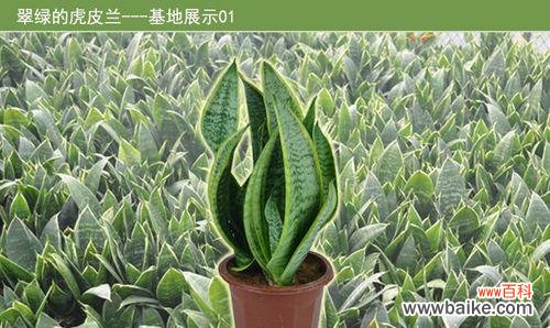 从选种到养护，让你一次成功/ 虎皮兰种子种植全攻略