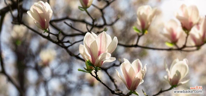 探索春天的花朵世界,感受春季的气息 迎接春天,盛开的花海