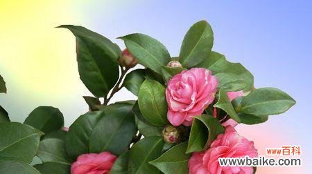 探索春天的花朵世界,感受春季的气息 迎接春天,盛开的花海