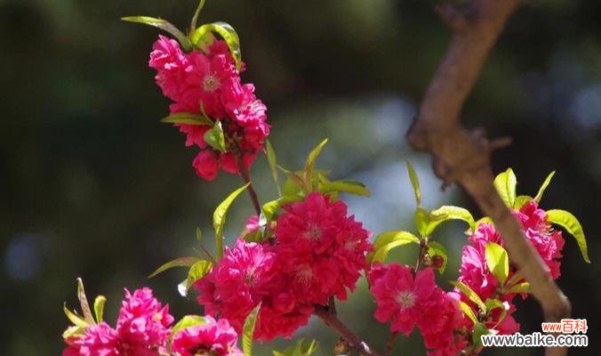 探索春天的花朵世界,感受春季的气息 迎接春天,盛开的花海