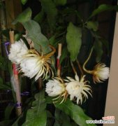 昙花开放时间、生长环境、授粉方式全解析 相约花开-探秘雨林中的昙花开放时间