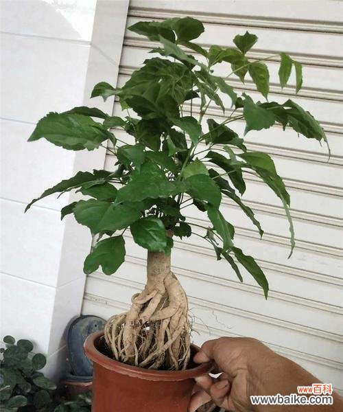 如何成功种植绿宝树，让您的花园更美 绿宝树养殖全攻略