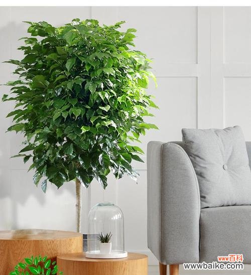 如何成功种植绿宝树，让您的花园更美 绿宝树养殖全攻略