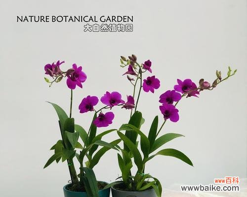 如何打造独特的石斛盆栽，让家居变得更有生机 创意石斛花卉盆栽的制作与养护