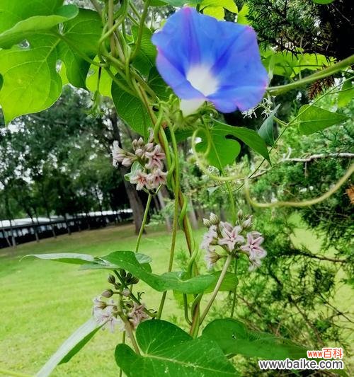 喜欢水的牵牛花，生长需谨慎 牵牛花