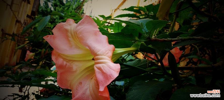 喜欢水的牵牛花，生长需谨慎 牵牛花