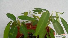 介绍跳舞草的生态习性、形态特征和文化价值 跳舞草——原野上的优美舞者