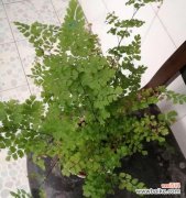 从选购到养护，一步步教你打造专业级的铁线蕨（ 铁线蕨养殖全攻略