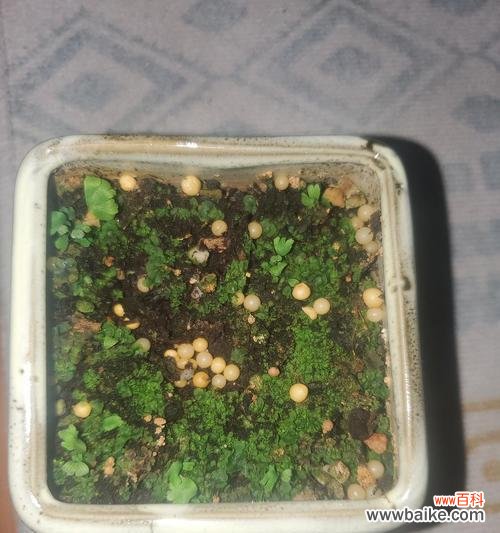 从选购到养护，一步步教你打造专业级的铁线蕨（ 铁线蕨养殖全攻略