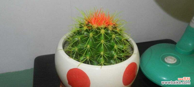 打造居家绿色环保小天地 仙人球养殖方法