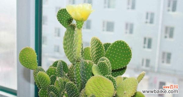 打造居家绿色环保小天地 仙人球养殖方法