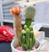 打造健康美丽的仙人掌 仙人掌养护指南