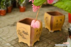 宝莲灯花的叶子掉光了怎么办