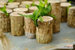 巴西木叶子条纹没有了的原因