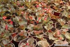 四季秋海棠叶子没多少怎么办