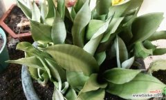 室内植物的救命秘诀 怎样拯救被冻蔫的虎皮兰