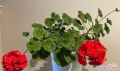 打造花园的香气源，天竺葵如何养？ 天竺葵的养殖方法