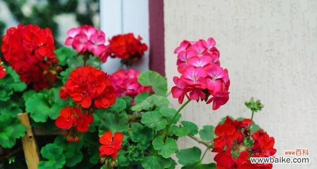 打造花园的香气源,天竺葵如何养? 天竺葵的养殖方法