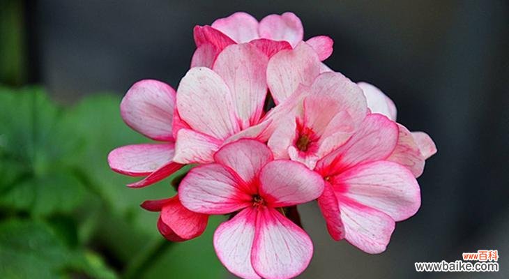 打造花园的香气源,天竺葵如何养? 天竺葵的养殖方法