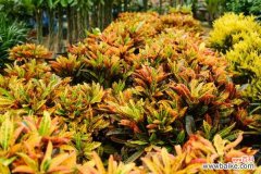 变叶木叶子软了怎么办